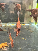 RUSTY RED STARFIRE ANGELFISH 1.25 - 1.5"